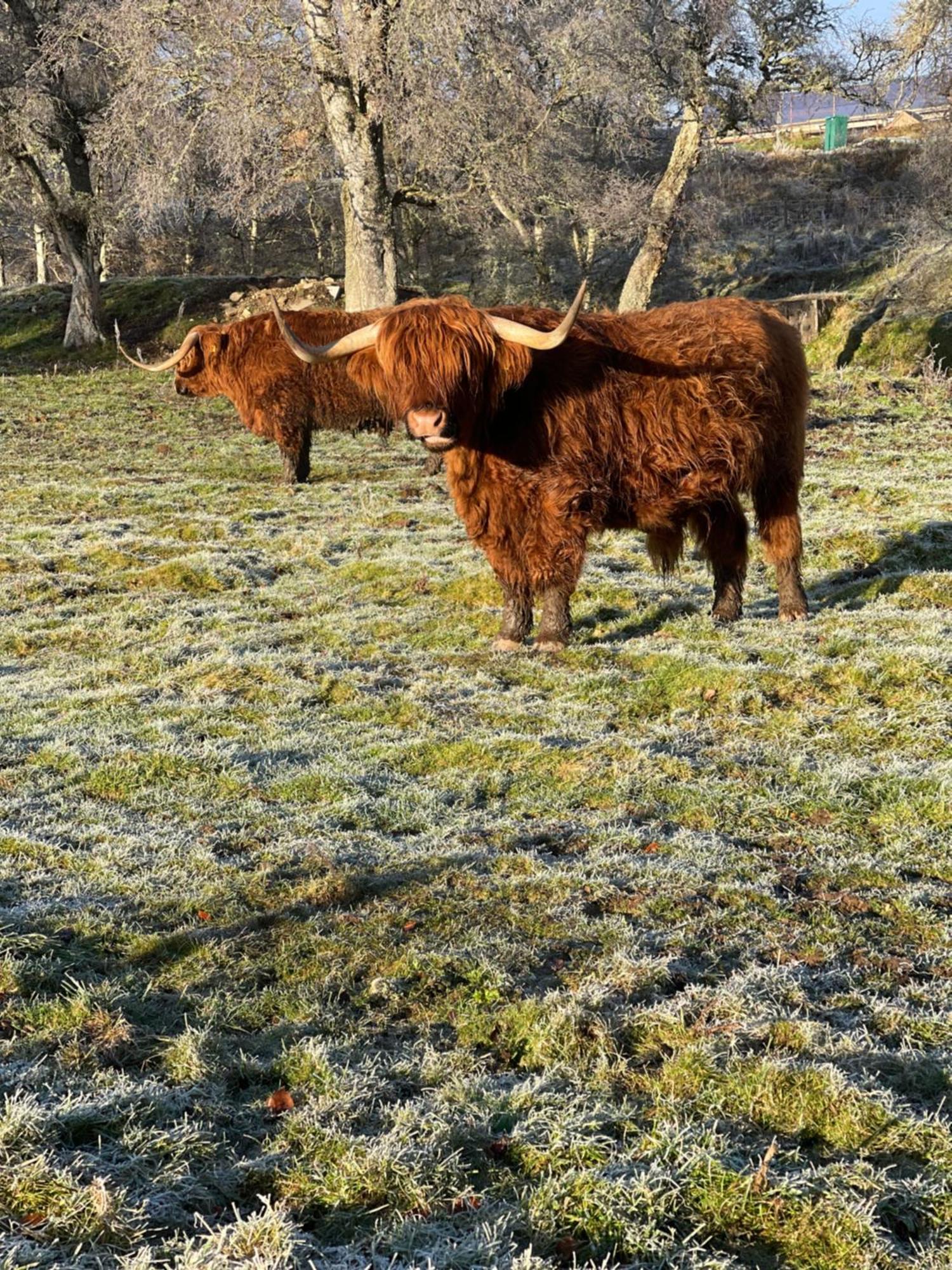 Coppice Cottage Grantown-on-Spey Zewnętrze zdjęcie