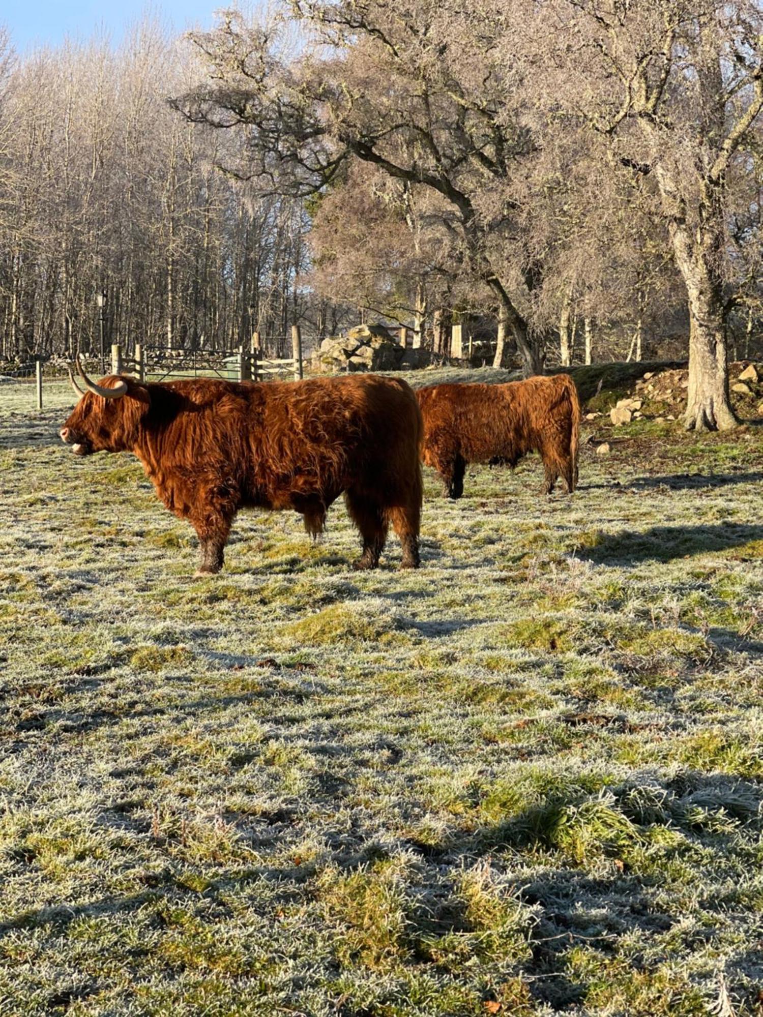 Coppice Cottage Grantown-on-Spey Zewnętrze zdjęcie