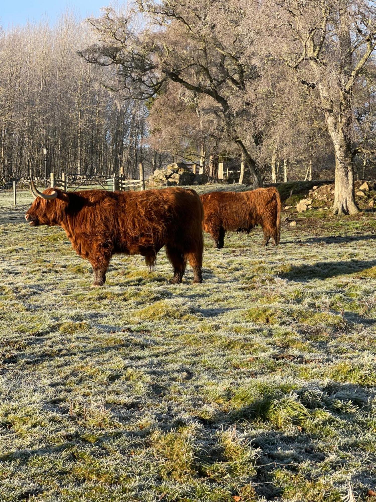 Coppice Cottage Grantown-on-Spey Zewnętrze zdjęcie