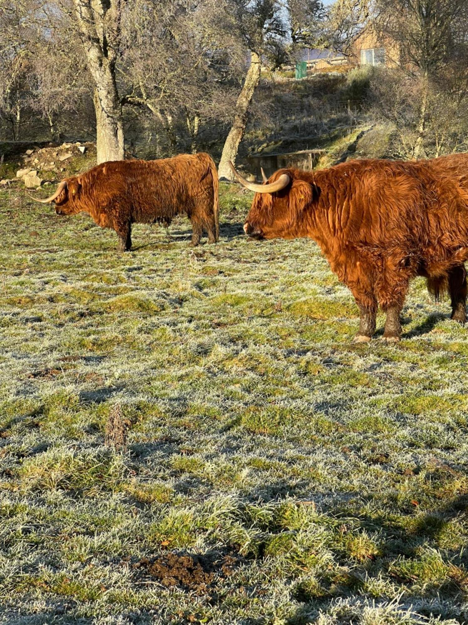 Coppice Cottage Grantown-on-Spey Zewnętrze zdjęcie