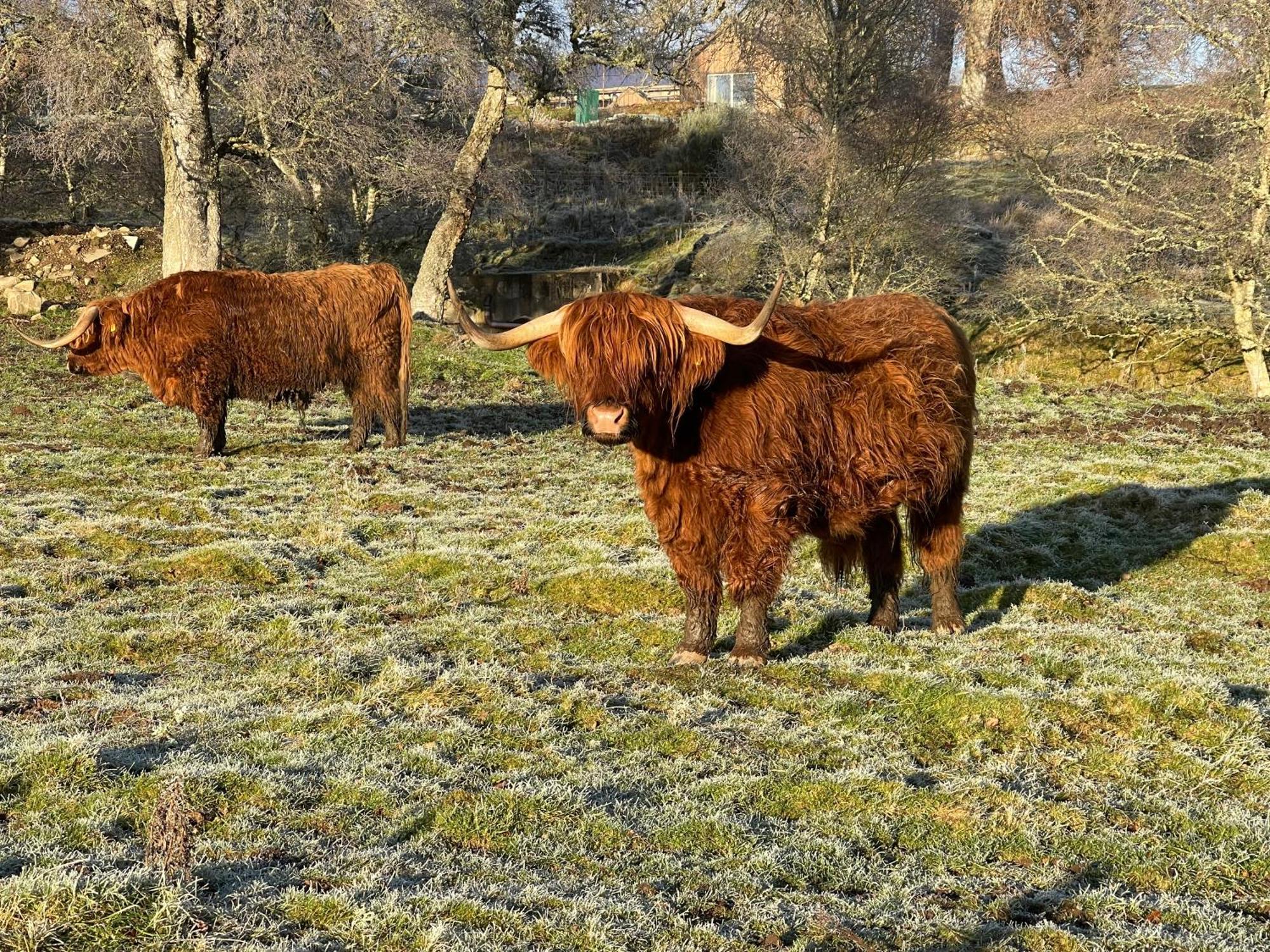 Coppice Cottage Grantown-on-Spey Zewnętrze zdjęcie