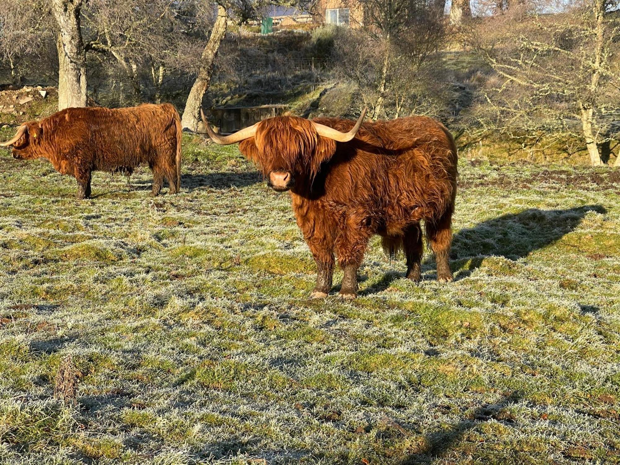 Coppice Cottage Grantown-on-Spey Zewnętrze zdjęcie