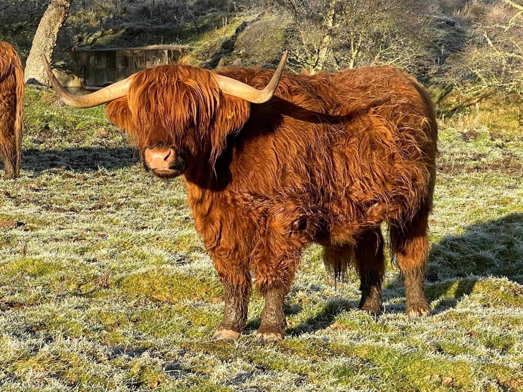 Coppice Cottage Grantown-on-Spey Zewnętrze zdjęcie