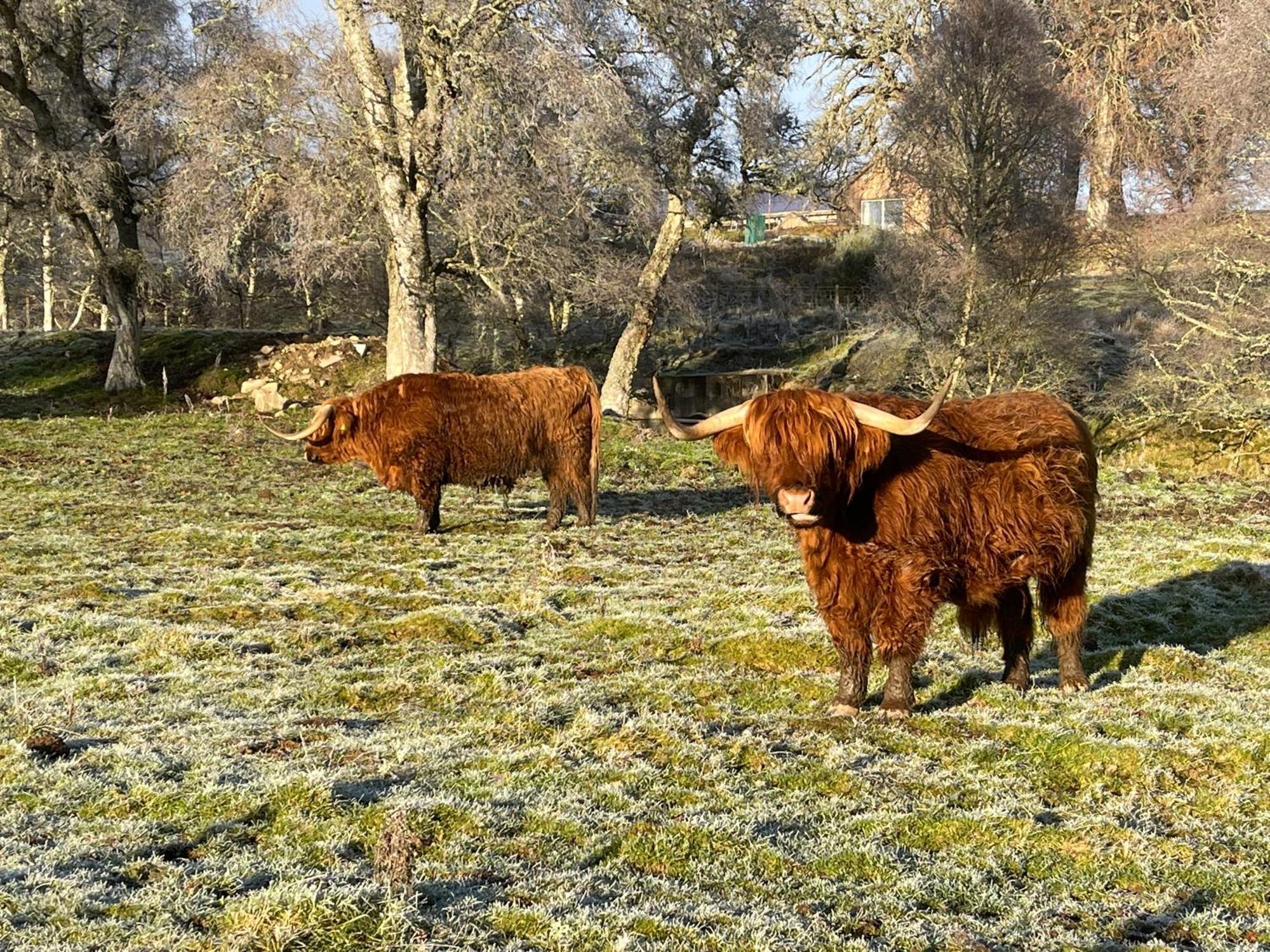 Coppice Cottage Grantown-on-Spey Zewnętrze zdjęcie