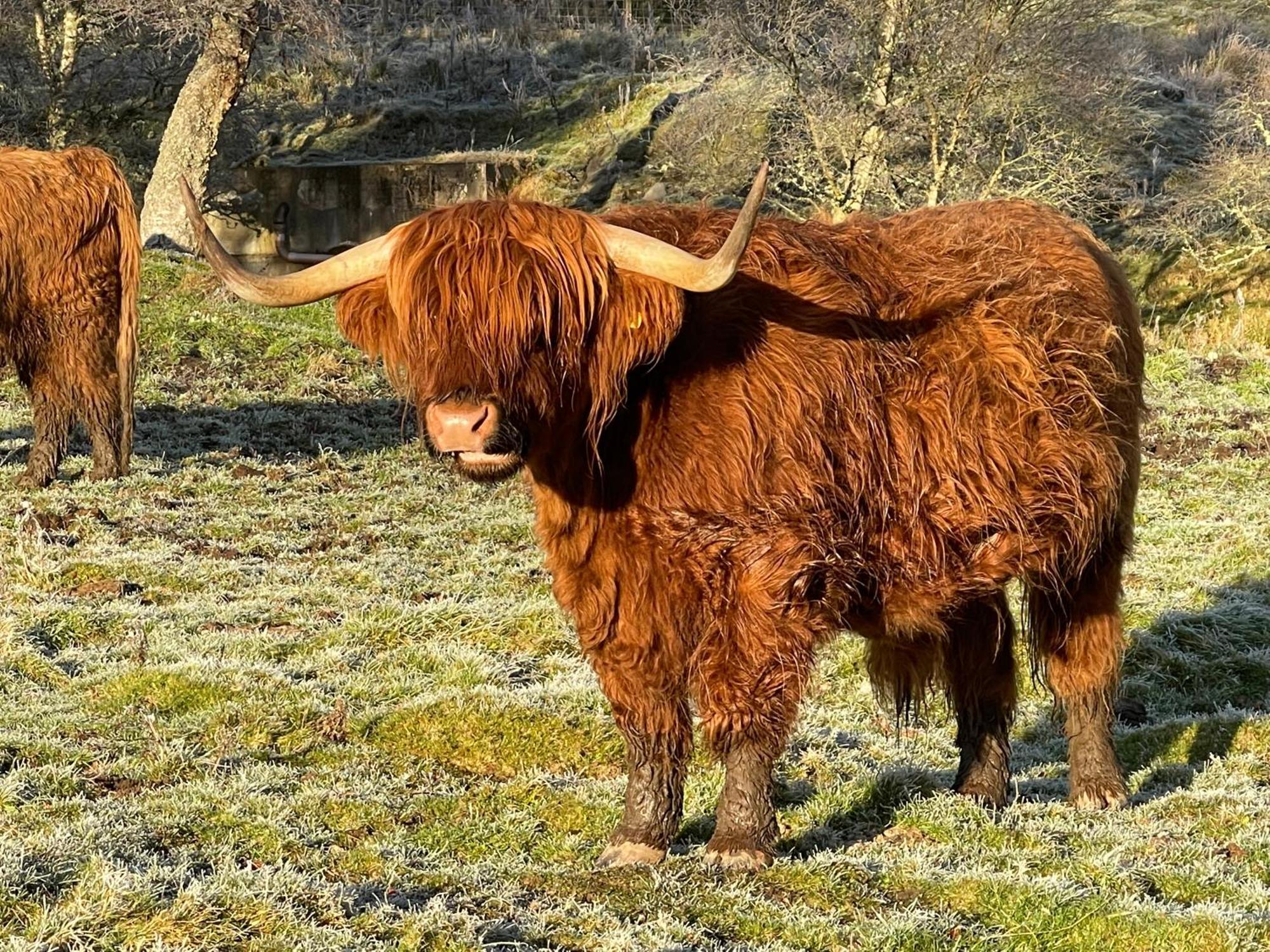 Coppice Cottage Grantown-on-Spey Zewnętrze zdjęcie