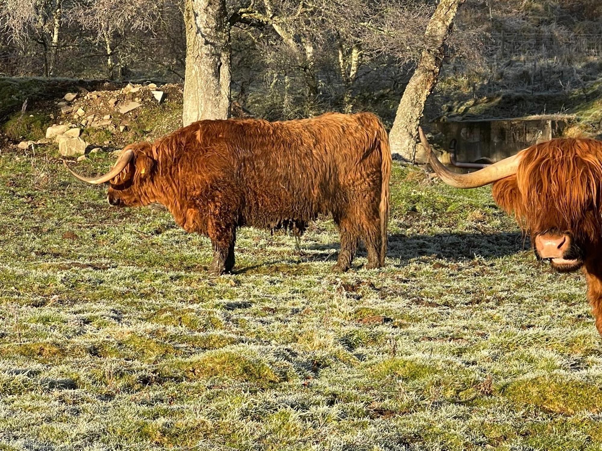 Coppice Cottage Grantown-on-Spey Zewnętrze zdjęcie